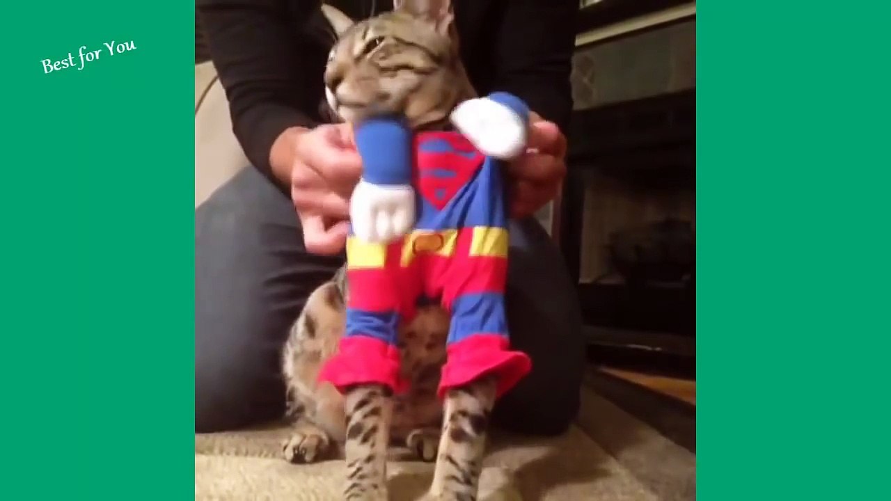Funny Cats Vine Compilation 2016