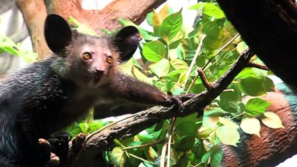 Female Aye-aye gets Mate - Cincinnati Zoo