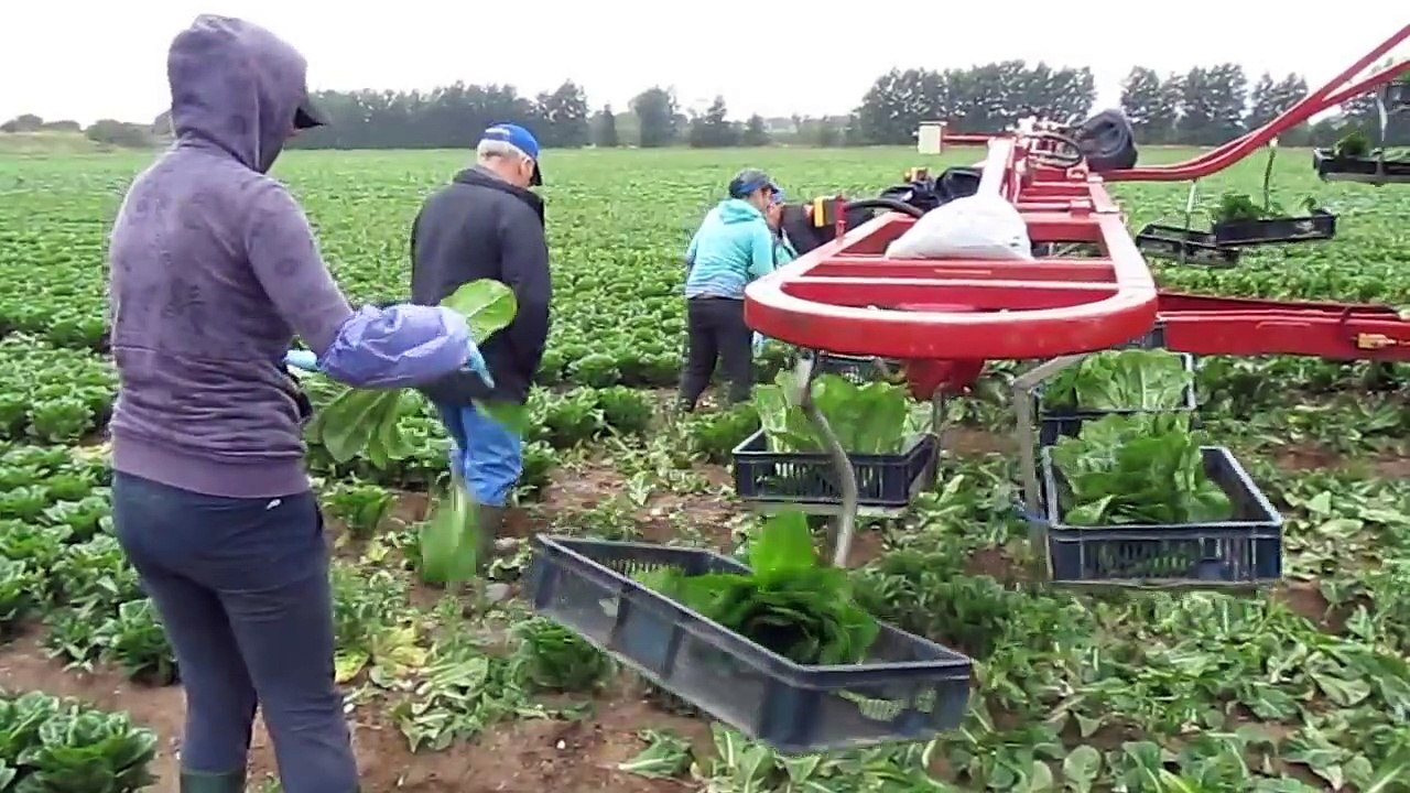 Marul toplama makinesi