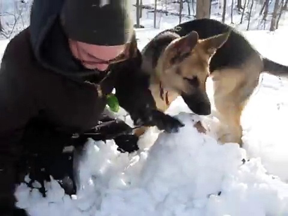 Deutscher Schäferhund Welpe scheitert hoffnungslos beim Schneemann bauen (aber wir lieben ihn trotzdem)