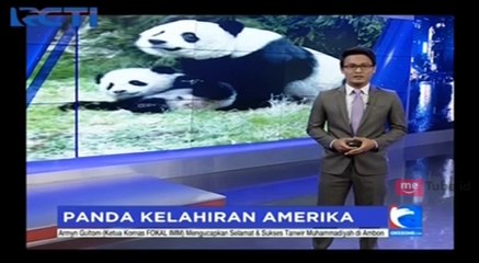Panda Kelahiran Amerika Dipindah ke Tiongkok