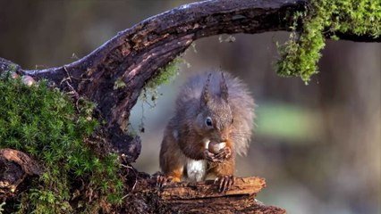 The British are coming...to eliminate the grey squirrel