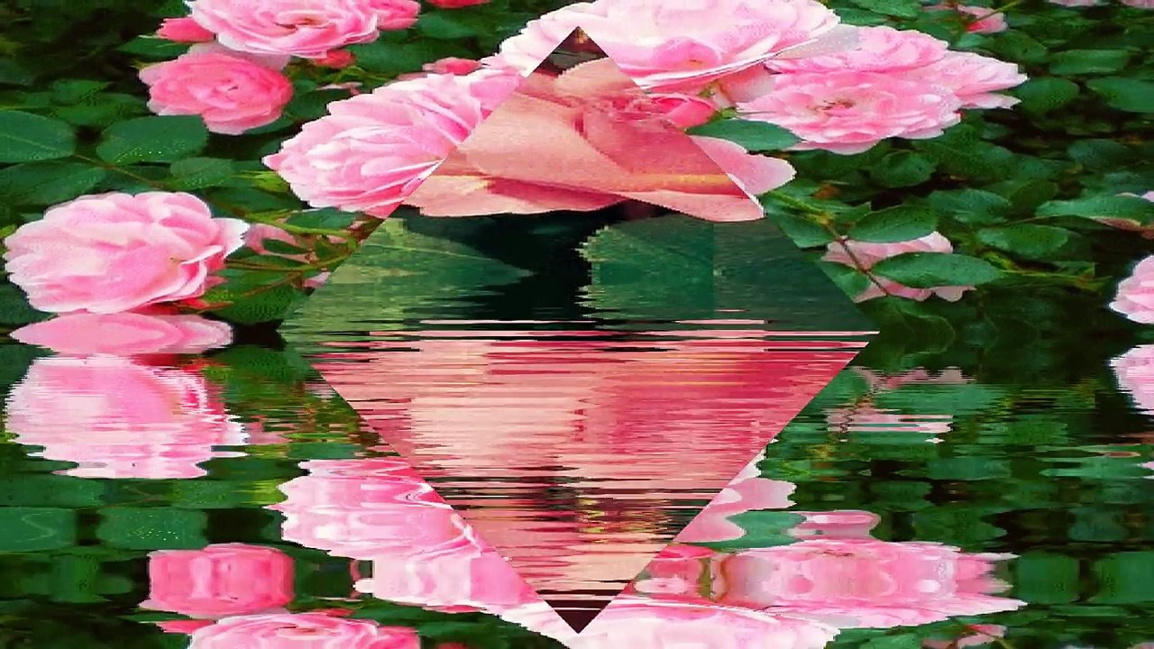 ░R O░ S░ E░Un peu de Douceur░R O░ S░ E░