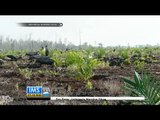 Manfaatkan bekas kebakaran hutan Riau, warga tanam nanas - IMS