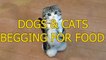 Funny cats and dogs begging for food - Cute animal compilation