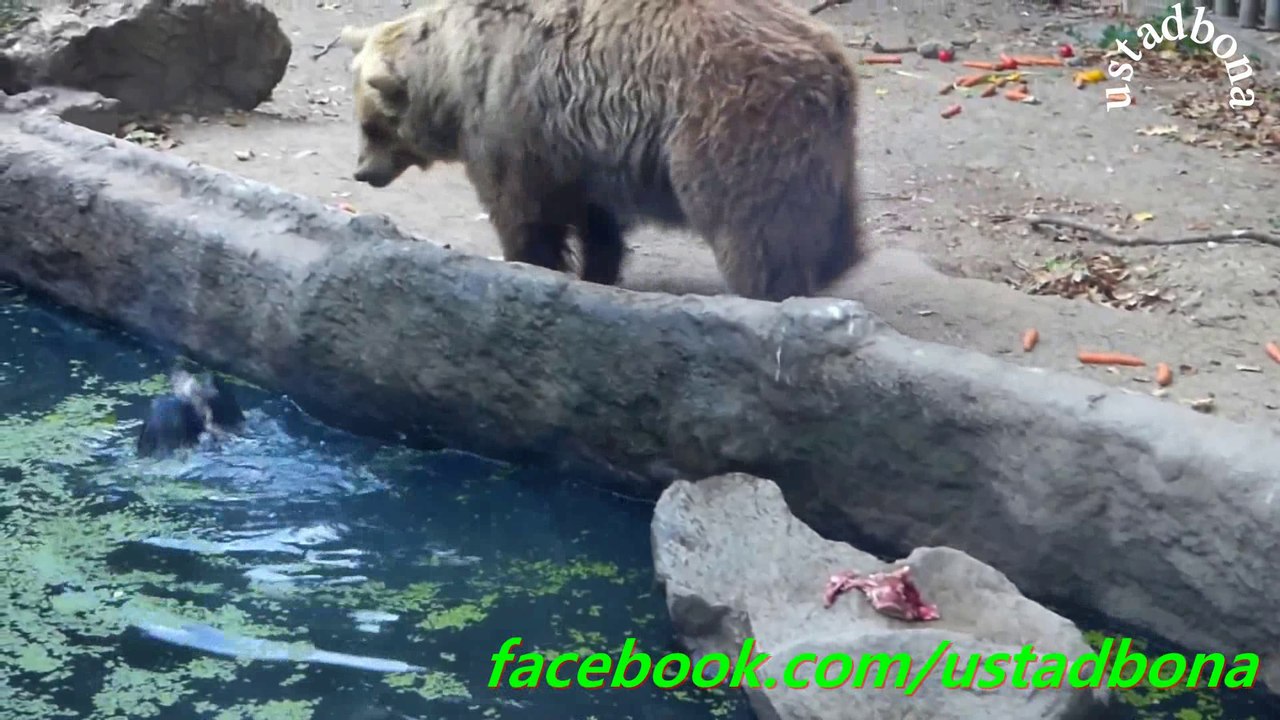 کاش، انسان درندوں سے ہی رحمدلی سیکھ لے