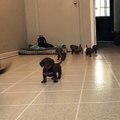Cute and funny dachshund puppies