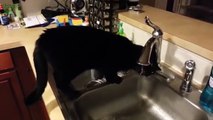 Funny Bread Cat Videos Compilation 2 32424235f