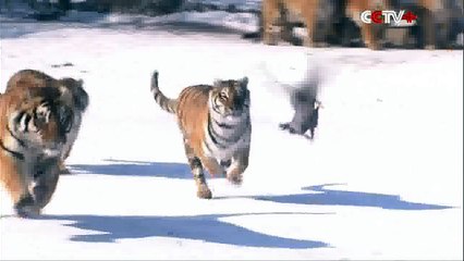 Quand des tigres de Sibérie en veulent au drone qui les surveillent