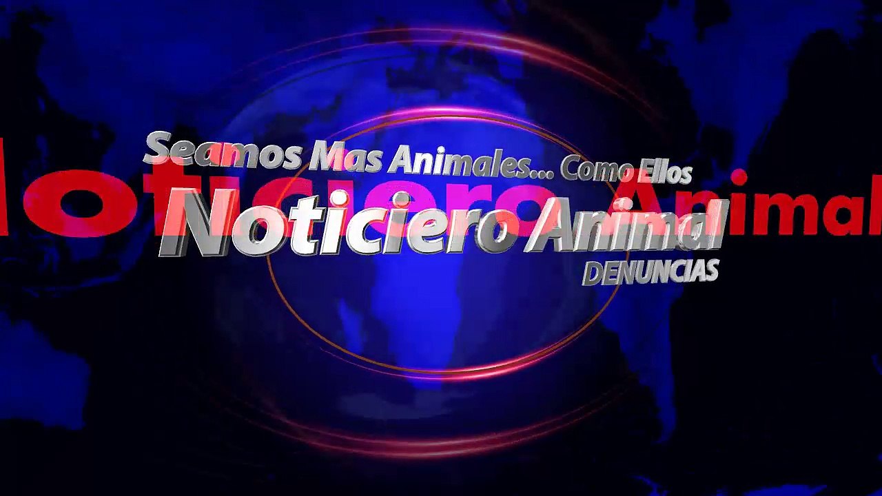 A patadas y golpes de puño esta mujer agredió una perrita que se escapó de su casa y solo quería jugar