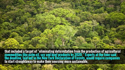 The reports of fresh deforestation come despite a landmark deal signed three years ago by Cargill and other companies