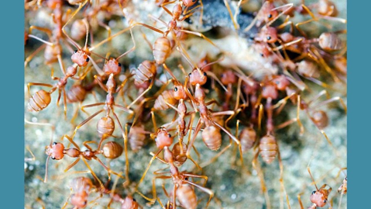 Rodent Removal Las Vegas NV