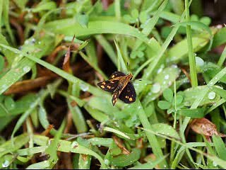 Butterfly garden - Ajit Patel UK Goldshield