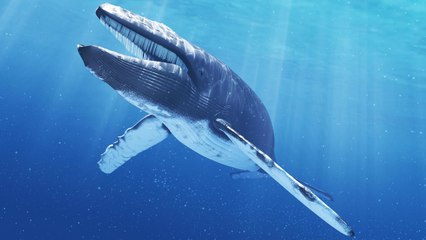 Top 10 Most Beautiful Creatures Of God