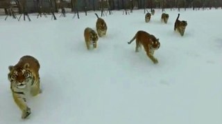 A Chinese Zoo Uses Drones To Help It's Siberian Tigers Lose Weight