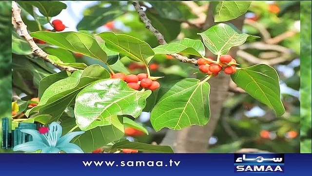 Subah Saverey Samaa Kay Saath | SAMAA TV | Madiha Naqvi | 25 Feb 2017