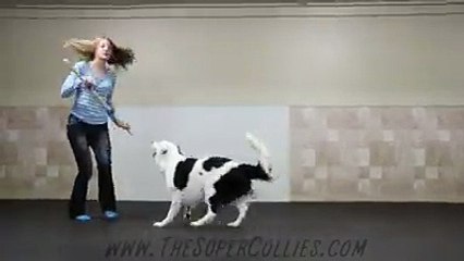 Dancing with the dog (Best incredible moves)