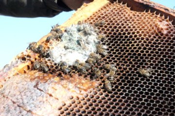 Türkiye'de Yüksek Miktarda Arı Ölümleri Yaşanıyor