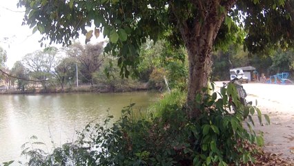 en revenant de l'étang