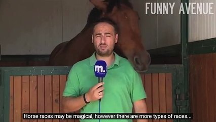 Un cheval taquine un journaliste !