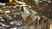 Mexican Wolves Howling - Cincinnati Zoo
