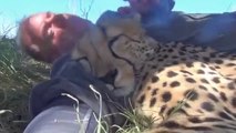 Il fait une sieste avec son guépard