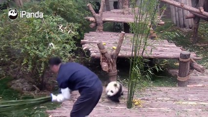 Panda wants a hug from nanny, but nanny is working