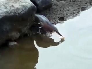 Hot Videos - Wonderful - One Type Of Profitable Business Like Humans