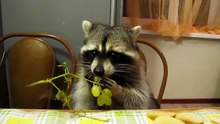 Ce raton laveur mange une grappe de raisin et c’est sans doute la chose la plus mignonne qui soit