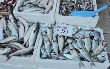 Karadeniz'den Ağları Boş Dönen Balıkçılar, Tezgahta Fiyatları Katladı