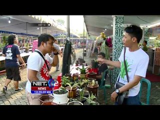 Sansivera, Tanaman Cantik Penyerap Radiasi Benda Elektronik - NET12