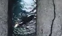 İskenderun Körfezi'nde Akdeniz foku görüntülendi
