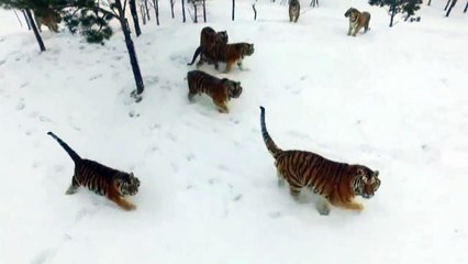 Des tigres de Sibérie attaquent un drone qui les maintient en forme.