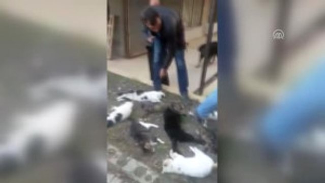 Site Bahçesinde 30 Sokak Kedisi Zehirlenmiş Halde Bulundu