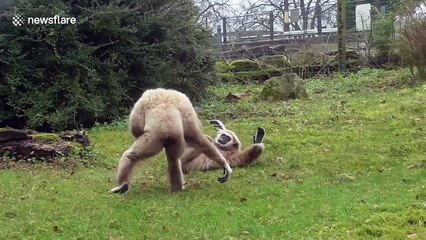 Just some gibbons playing