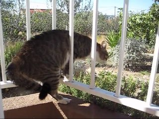 Aggressive cat talking to another cat - subtitle translation