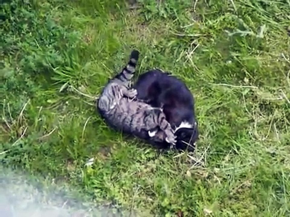 Cat fight 2016