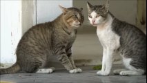 CAT FIGHT, ★★★★★, CATS ARGUING ABOUT LAST NIGHT, CAT GOT CAUGHT CHEATING, FUNNY CATS VIDEO