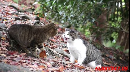 Cats Fighting and Talking - TOP 5