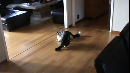 Crazy funny cat fight indoor! Funny cats! -