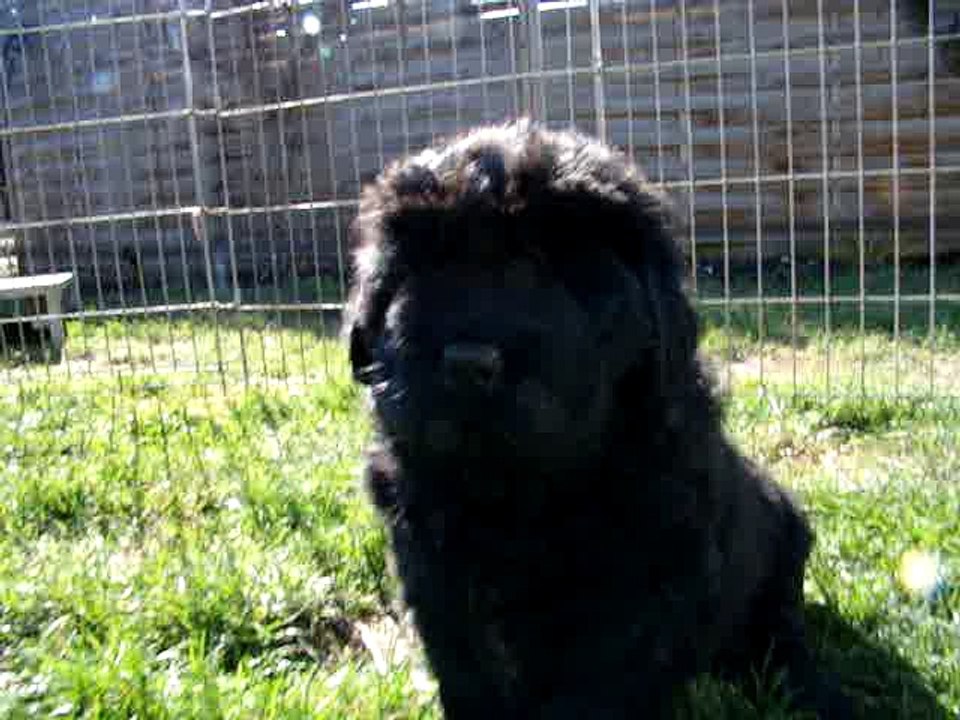 Chiot Mâle Noir élevage de VALOYAN
