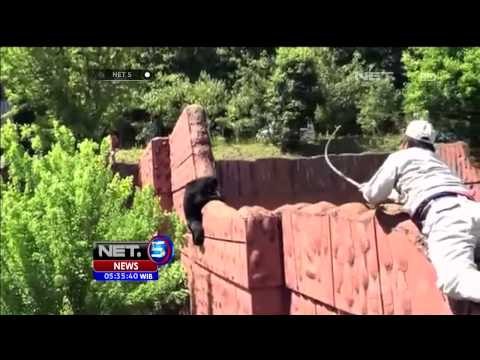 Petugas kebun binatang Higashiyama kewalahan hadapi beruang madu - NET5