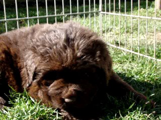 Chiot Mâle Blanc élevage de VALOYAN
