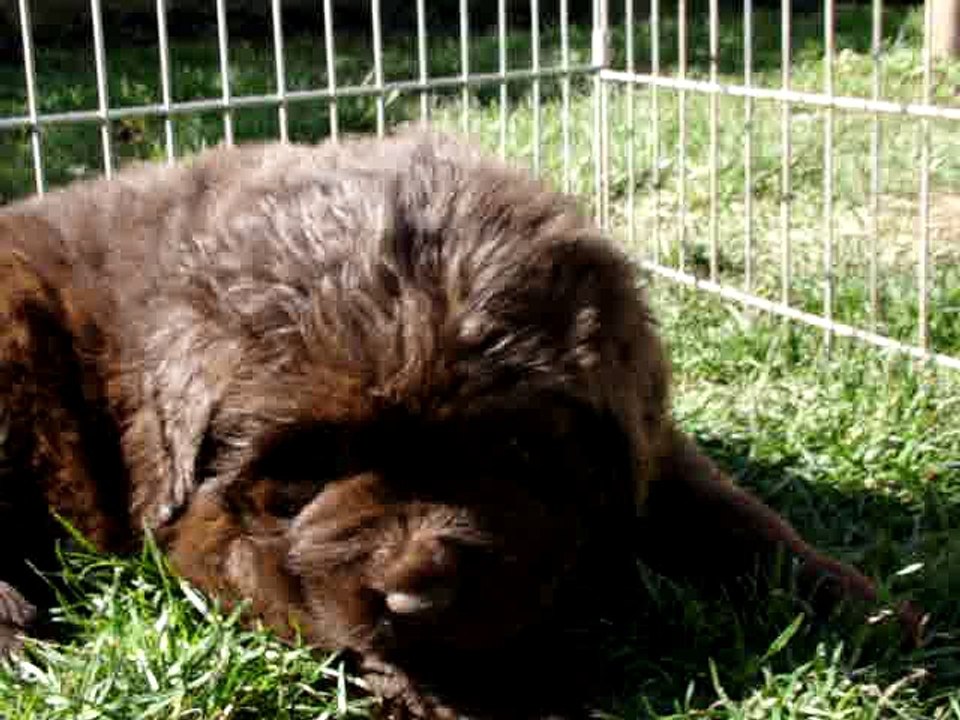 Chiot Mâle rouge élevage de VALOYAN