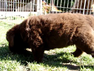 Chiot Mâle Jaune élevage de VALOYAN