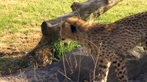 Savanna Cheetah Cub Chasing Max Puppy - Cincinnati Zoo