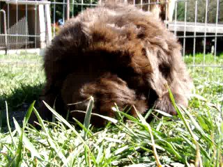 Chiot Mâle Blanc élevage de VALOYAN