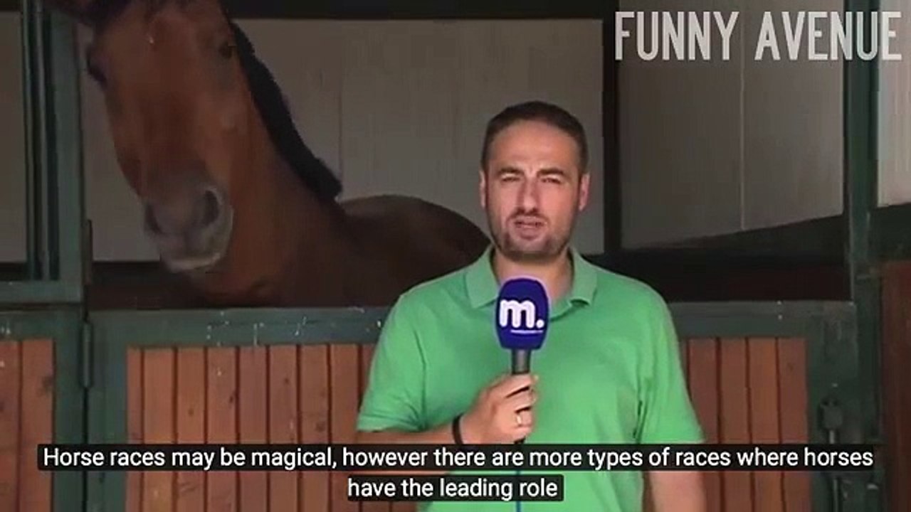 Ce cheval embête ce journaliste en direct
