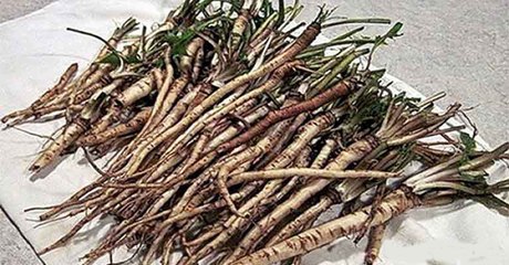 100 TIMES MORE EFFECTIVE THAN CHEMOTHERAPY: A HERB THAT KILLS CANCER CELLS IN 48 HOURS