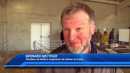 D!CI TV : Savournon : le monde agricole réunit pour le foire aux béliers
